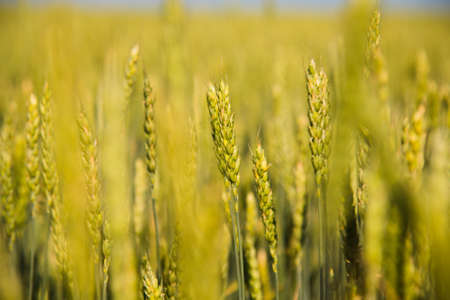 Field of golden wheat under the blue skyの写真素材