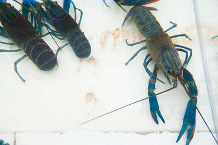 Crayfish underwater in the aquarium on fish market.の写真素材