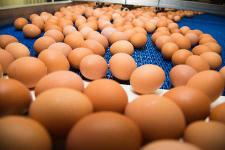Fresh brown eggs on a transportation line on a modern poulty factoryの写真素材