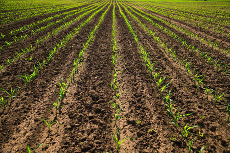 Rows of young corn shoots on a cornfieldの写真素材