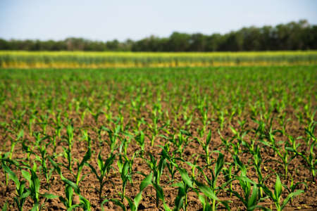 Rows of young corn shoots on a cornfieldの写真素材
