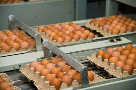 Fresh brown eggs on a transportation line on a modern poulty factoryの写真素材