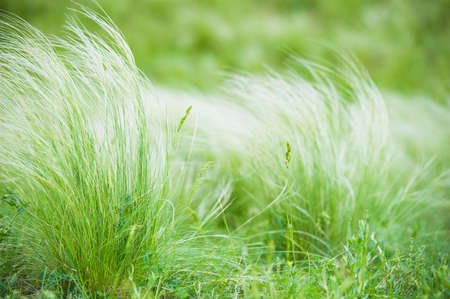Spring landscape. Feather grass meadow. Feather grass in the sunlight in the afternoon windsの写真素材