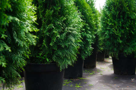 Saplings of pine, spruce, fir and other coniferous trees in pots in plant nursery.の写真素材