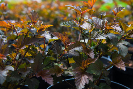 Plant nursery. Many different young plants in pots in a nursery garden