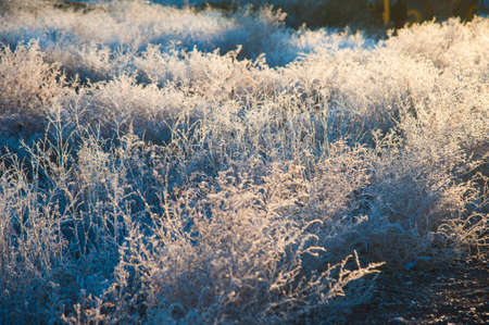 Winter landscape. Winter grass in frost. Severe frost. Morningの写真素材