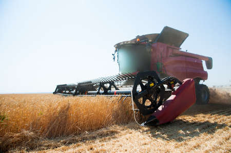 Agriculture. Combine harvester on a wheat field with blue skyの写真素材