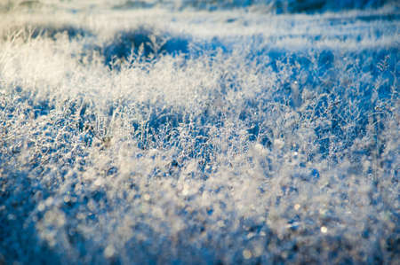 Winter landscape. Winter grass in frost. Severe frost. Morningの写真素材