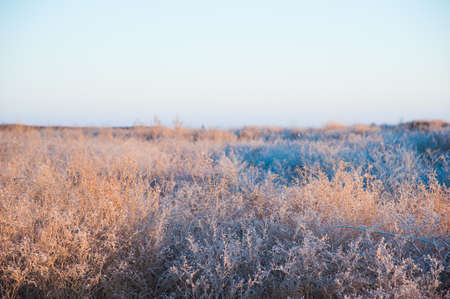 Winter landscape. Winter grass in frost. Severe frost. Morningの写真素材