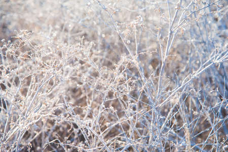 Winter landscape. Winter grass in frost. Severe frost. Morningの写真素材