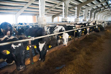 Cows in a farm. Dairy cows. Cowshedの写真素材