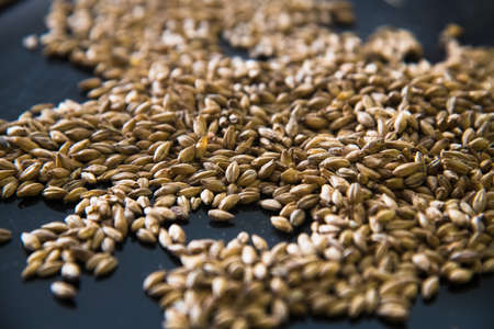 Brewery. Barley grain malt is an ingredient in the production of beer.の写真素材