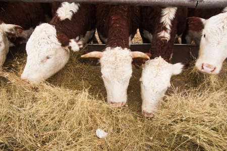 Cows in a farm. Dairy cows. Cowshedの写真素材