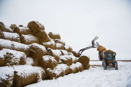 The hay storage shed full of bales hay on farm. Farm loader at workの写真素材