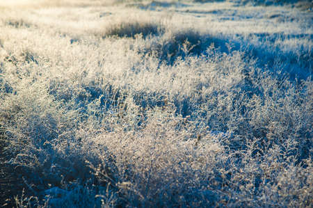 Winter landscape. Winter grass in frost. Severe frost. Morningの写真素材