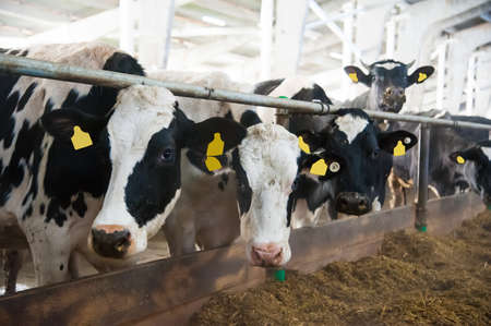 Cows in a farm. Dairy cows. Cowshedの写真素材