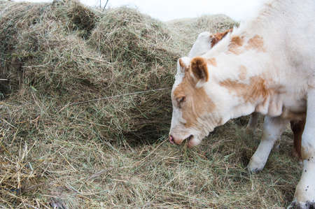 Cows in a farm. Dairy cows. Cowshedの写真素材