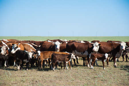 Cows on a field and blue sky. Cows grazing on pastureの写真素材