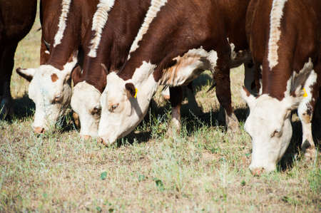 Cows on a field and blue sky. Cows grazing on pastureの写真素材