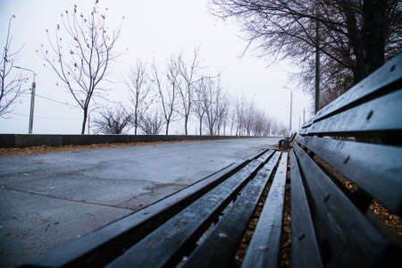 Rainy autumn in the city Park. Landscape. Fog. Leaf litter. Seasonの写真素材