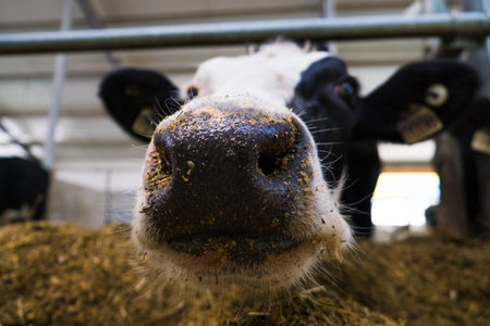Agriculture industry. Animal husbandry. Herd of cows eating hay in cowshed on dairy farmの写真素材