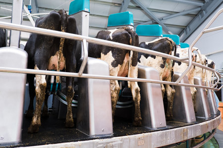 Agriculture industry. Animal husbandry. Automated milking line for cows on modern dairy farmの写真素材