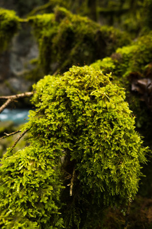 Green moss close-up in the forest. Vegetation on the bank of a mountain riverの写真素材