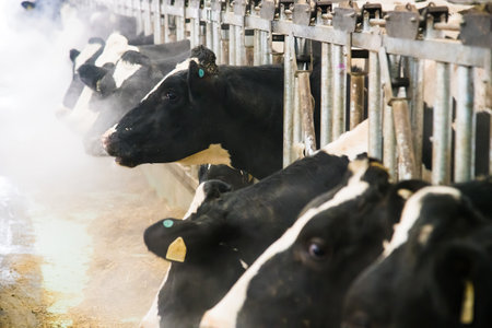Cows on the farm in winter. Dairy cows. Cowshedの写真素材