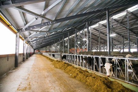 Cows on the farm in winter. Dairy cows. Cowshedの写真素材