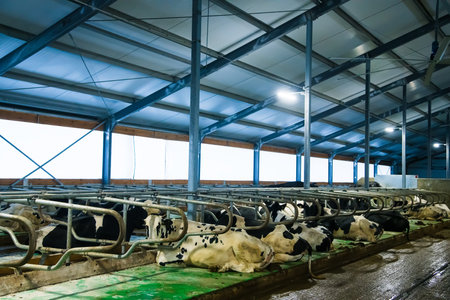 Cows on the farm in winter. Dairy cows. Cowshedの写真素材