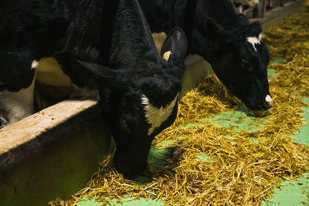 Cows on the farm in winter. Dairy cows. Cowshedの写真素材