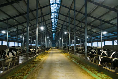 Cows on the farm in winter. Dairy cows. Cowshedの写真素材