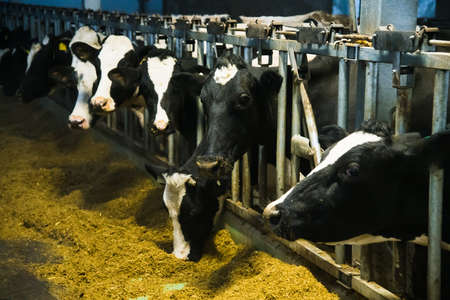 Cows on the farm in winter. Dairy cows. Cowshedの写真素材