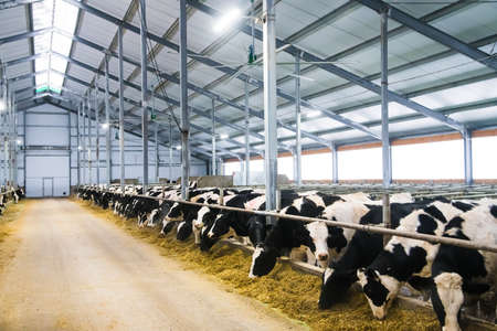 Cows on the farm in winter. Dairy cows. Cowshedの写真素材