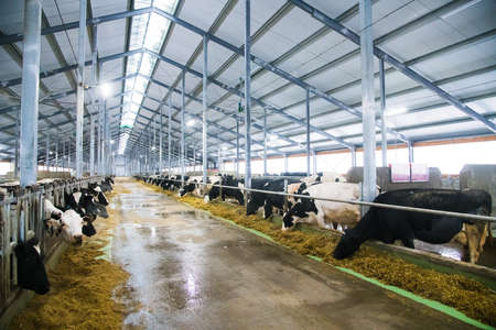 Cows on the farm in winter. Dairy cows. Cowshedの写真素材