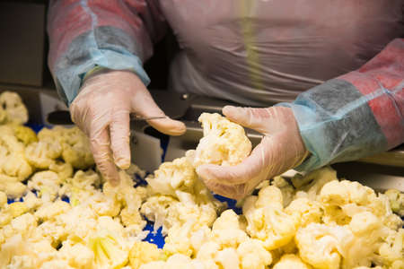 Cauliflower is cleaned, washed, dried and frozen for further storage. Industrial line for processing and storage of vegetables.の写真素材