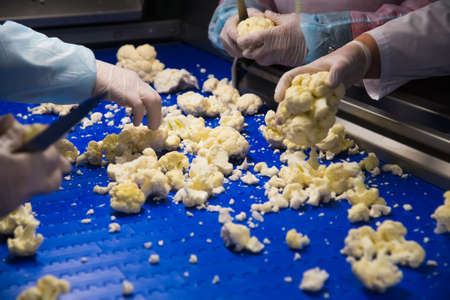 Cauliflower is cleaned, washed, dried and frozen for further storage. Industrial line for processing and storage of vegetables.の写真素材