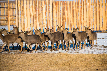 Small and adult spotted deer spend the winter on the farm. Deer at the feederの写真素材