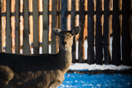 Small and adult spotted deer spend the winter on the farm. Deer at the feederの写真素材