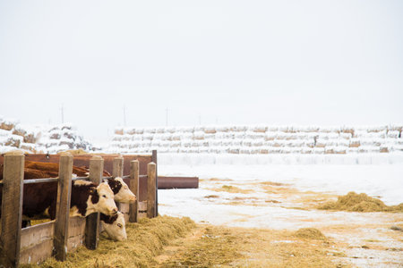 Cows and calves on a livestock farm in winter. Cows eat hay and walkの写真素材