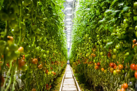 Ripe tomato plant growing in greenhouse. Tasty red heirloom tomatoesの写真素材