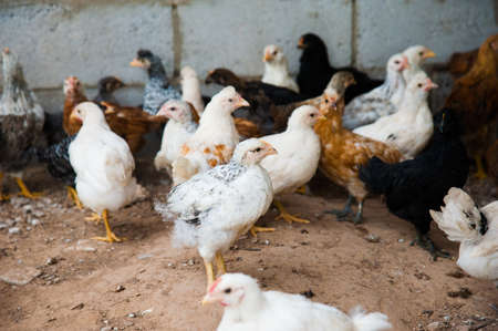 A bunch of little chickens running around in the hay on the farmの写真素材