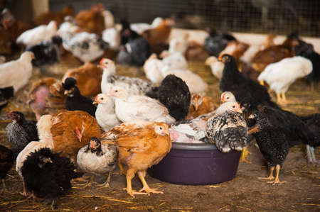 A bunch of little chickens running around in the hay on the farmの写真素材