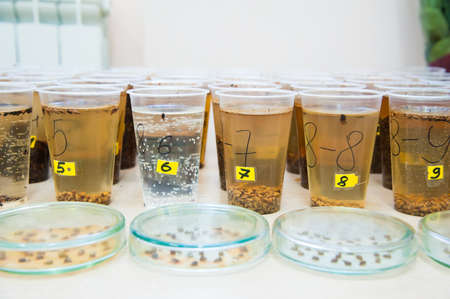 Samples for growing seeds for agriculture in the laboratoryの写真素材