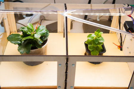 Growing plants in the absence of sunlight, using ultraviolet lightの写真素材