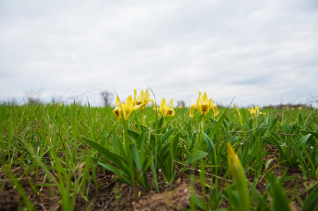Beautiful spring flower. Wild irises blossoming, spring steppe blossomingの写真素材