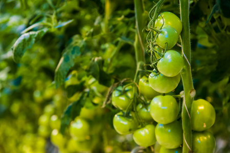 Rows of tomato plants growing inside big industrial greenhouse. Industrial agricultureの写真素材