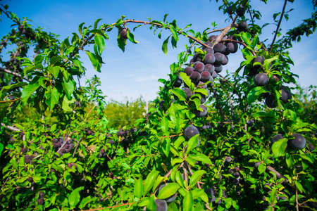 Bunches of ripe plums grow on the branches of trees under the sunの写真素材
