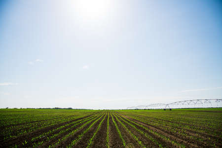 Rows of young corn shoots on a cornfieldの写真素材