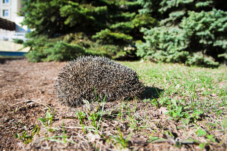 A small hedgehog curled up in a ball and basks in the sun against the background of fir treesの写真素材